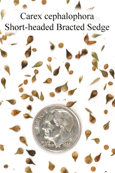 パートリッヂのケープ Carex cephalophora Short-headed Bracted Sedge | Prairie Moon Nursery